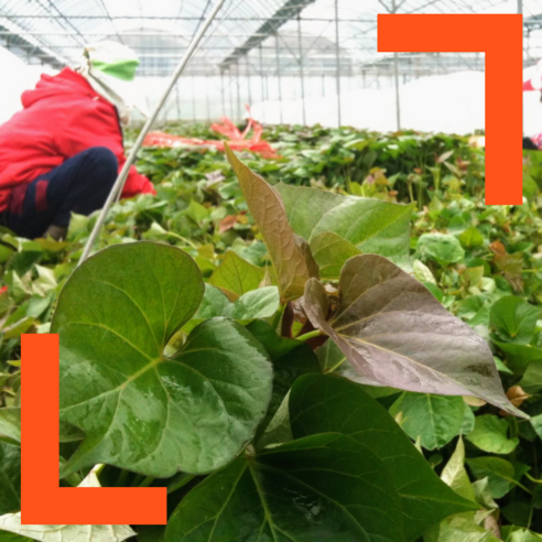 꿀 떨어지는 가을, 직접 키워 먹는 행복! 파머스넷 해남 호박고구마 모종 심어본 후기 호박고구마모종