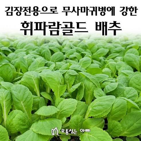 [모종심는아빠] 김장전용으로 무사마귀병에 강한 휘파람골드 배추, 모종35개, 1개