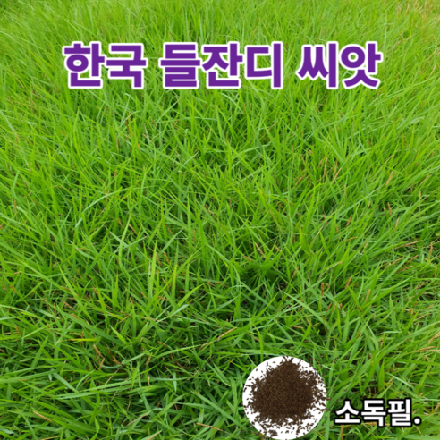 한국들잔디씨앗 20/40g 정원만들기 산소보수용 더위 병충해강 낮게자람 최신제품 파종레시피 및 마른모래제공, 20g, 1개 잔디인형11번가 Best Top5