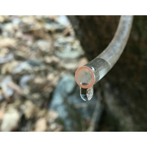 백운산의 생명력을 담은 건강한 선택, 서기네농장 고로쇠 수액