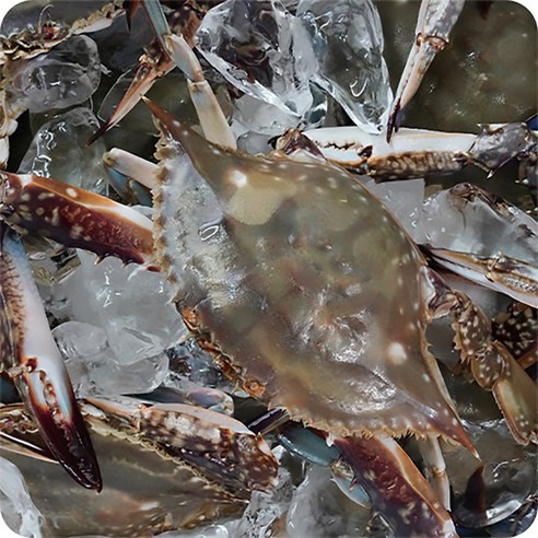가을 제철 꽃게 1kg, 국내산 연평도 중소사이즈(3~5마리) [원산지: 국산] 신진도꽃게