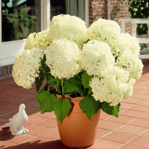 똥손도 금손되는 마법, 아나벨 수국 키우기 도전! 아나벨수국