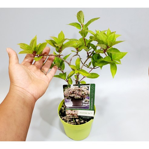 향긋한 라일락 향을 품은 정원의 보석, 폴스타 향수국