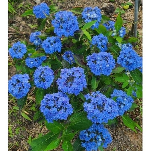 제주 겹 산수국으로 칙칙한 공간에 생기를 불어넣으세요!