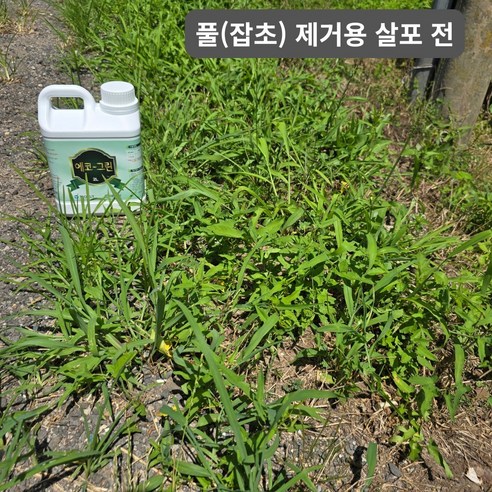 에코그린으로 잡초 없는 깨끗한 정원을 내 손안에!