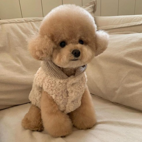 드루피 강아지 후리스 후드티 조끼 겨울옷 하네스 패딩, 브라운
