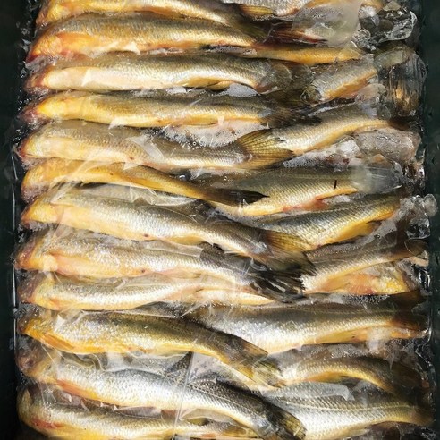 신선한 제주산 참조기로 맛있고 영양가 있는 식사를 간편하게 즐기세요.