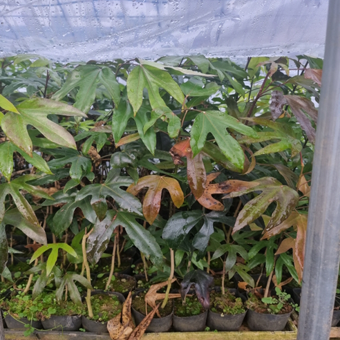 자연의 숨결을 담은 황칠나무 묘목으로 당신의 공간에 초록빛 행복을 더하세요.