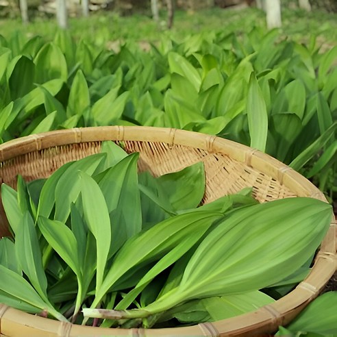 봄철 활력 충전! 해발 600m 청정 명이나물, 맛있게 즐기는 방법 생명이나물