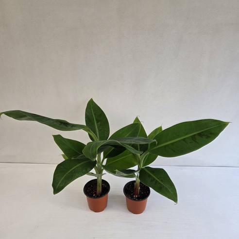 삭막한 공간에 생기를 불어넣는 마법, 바나나 나무