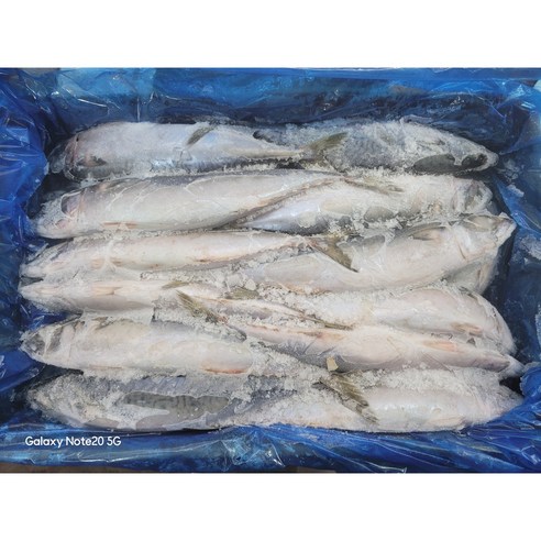 국내산 고등어 조림용(10kg내외 28-30마리내외)(절단시 8kg내외 머리꼬리제거 3-4등분절단), 1개