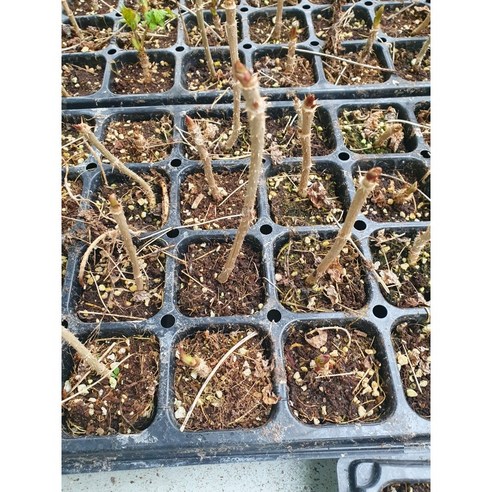 베란다 텃밭 로망, 참두릅 묘목으로 현실이 되다!