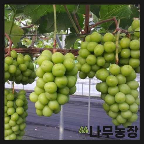 싱그러운 녹음을 내 손안에: (나무농장) 샤인머스캣 나무 포트 2개 묶음으로 시작하는 나만의 작은 정원 포도나무