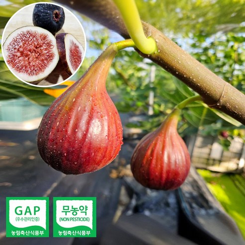 무농약 GAP 함평 청무화과 홍무화과, 1개, (GAP)청무화과1kg