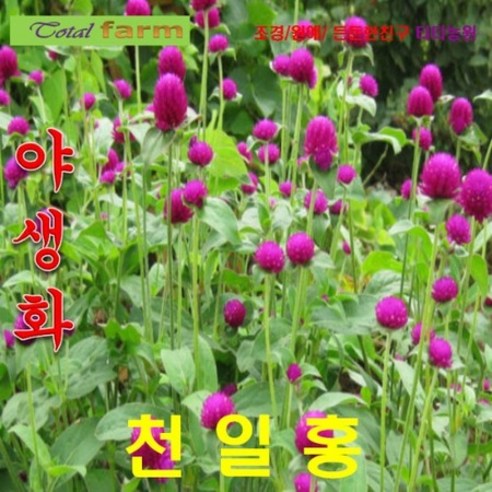 [꽃씨] 천일홍 진보라(퍼플) 20립, 상세페이지 참조