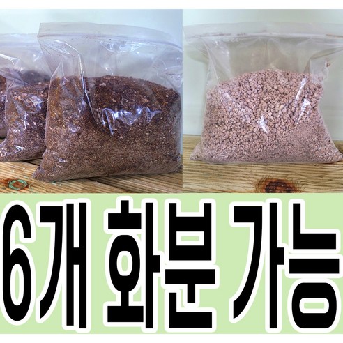 어썸다육 다육 중품 다육이 식물 랜덤세트 5+1 공기정화식물 다육이흙 마사토