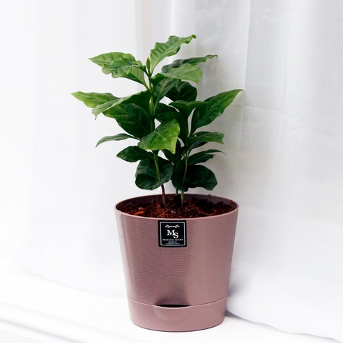 아침향기 실내공기정화식물 기능성 에코화분 커피, (에코화분/커피) 커피나무, 1개