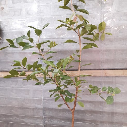 구아바 나무 하나로 삭막한 일상에 싱그러움을 더하세요!