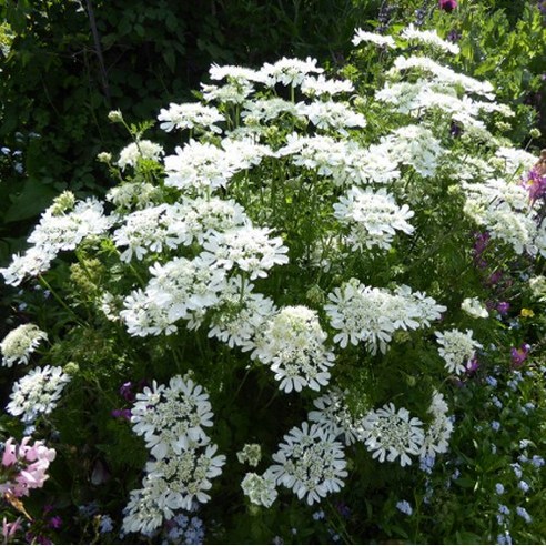 휑한 베란다, 특별한 공간으로! 오를라야 씨앗으로 만드는 나만의 작은 정원 올라야