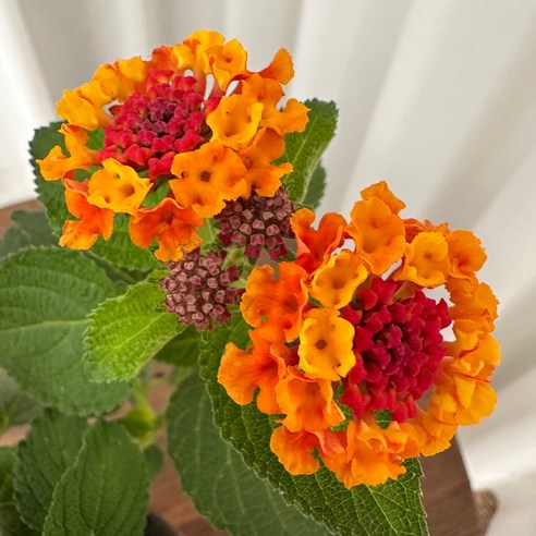 난타나 란타나 칠색화 향기나는 꽃 1+1 온정원 공기정화식물, 2개