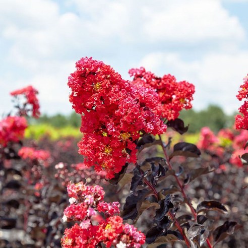 흑진주처럼 매혹적인 정원, 리서스원예 자엽 배롱나무 블랙다이아몬드로 완성하다 배롱나무