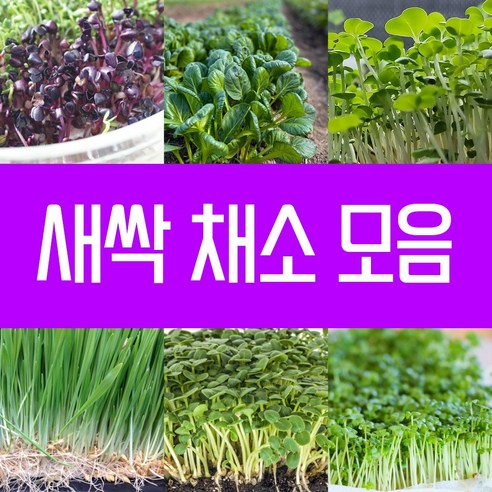 새싹채소 씨앗 새싹겨자씨 30g 어린잎 베이비 야채 키우기 모음 겨자 경수채 다채 레드콜라비 보리 브로콜리 삼색무순 새론무 순무 알팔파 유채 적양배추 청경채 케일 씨 종자 파종, 13.새싹적양배추씨 30g, 1개