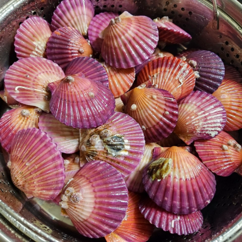 통영 앞바다의 싱그러움을 담은 제철 비단 홍 가리비의 황홀경