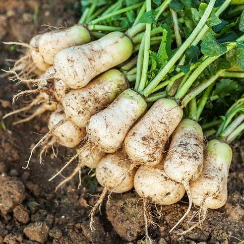 겨울 밥상을 풍성하게 채워줄 알타리무 이야기 김장무