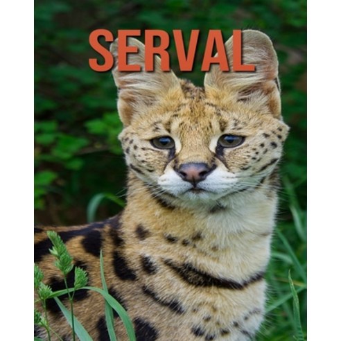 Serval: Amazing Photos & Interesting Facts Book about Serval Paperback, Independently Published
