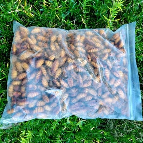 2025년 봄 햇살 담은 진짜 번데기의 귀환