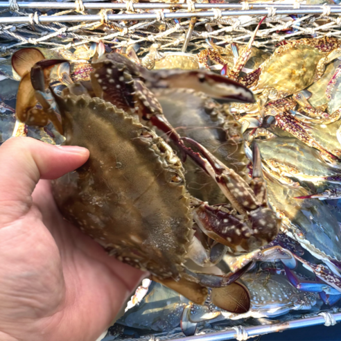 [오늘출발] 가을 활 숫 꽃게, 1개, 2KG(8-12미)