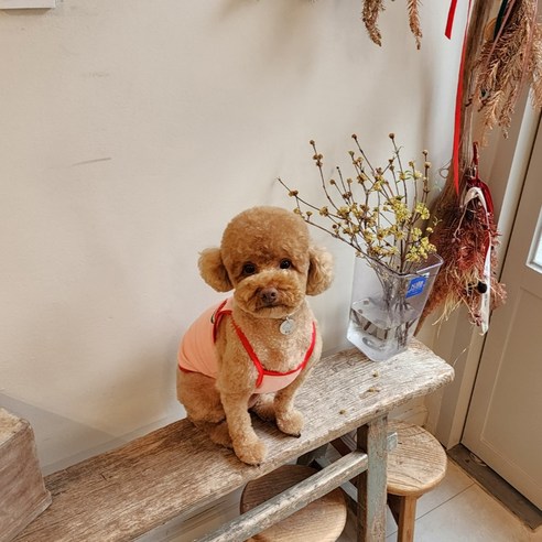 여름에 입기 좋은 개인싸 강아지옷, 과일자수 크롭 나시