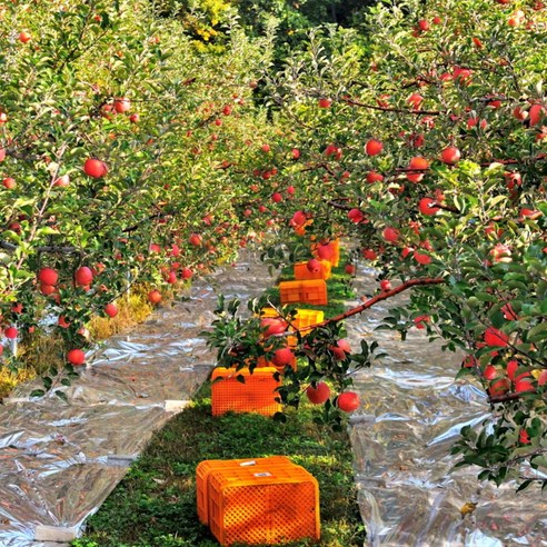 달콤하고 맛있는 감자 과자