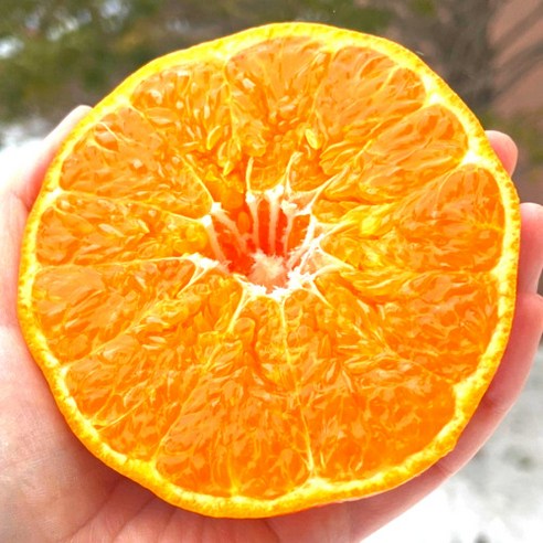 당도선별 고당도 레드향: 선물에 완벽한 고급스러운 맛