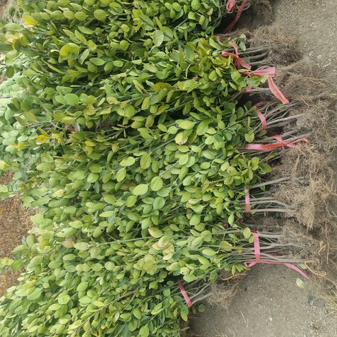 사철나무3년생 1미터, 1개