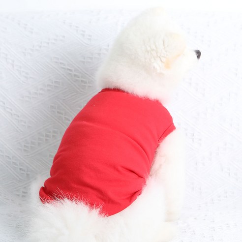 반려견을 위한 필수 패션 아이템