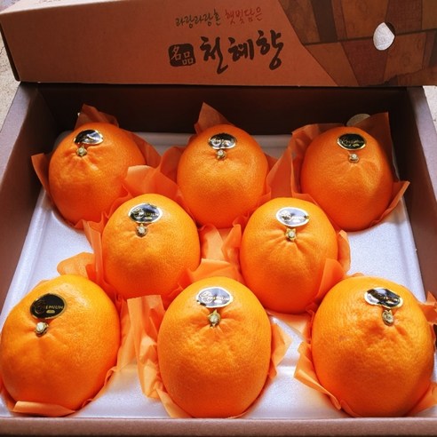 제주산 고당도 천혜향: 달콤하고 영양가 있는 비타민 보관소