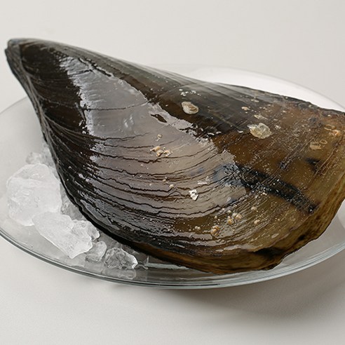 거제도에서 직접 채취한 신선한 키조개로 만든 건강한 식사