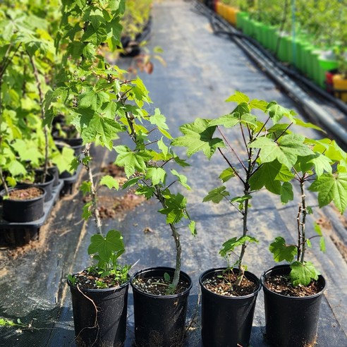 세종원예농원 엄나무 묘목: 자연을 담은 싱그러운 시작 엄나무묘목