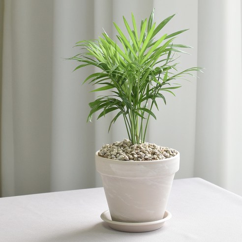 공기정화와 인테리어를 동시에 해결하는 1+1 공기정화식물