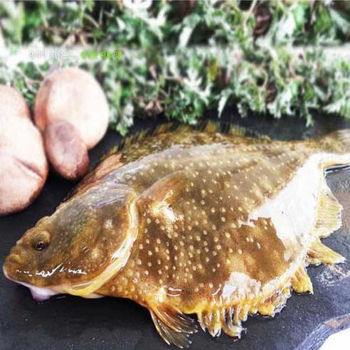 통영산 손질 봄도다리 500g(2-3미)(머리 내장 제거)+쑥100g