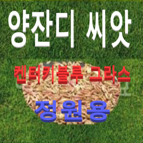 (성실)양잔디(켄터키블루그라스)씨앗(1kg)정원용