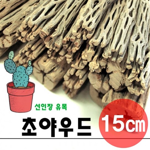 선인장 초야우드 15cm 선인장유목 초야유목, 1개