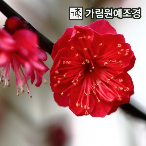 매화나무 묘목 - 설중매(홍매화 꽃매화) R5cm 개화주(분) 1개, 홍매화나무 R3cm개화주분묘