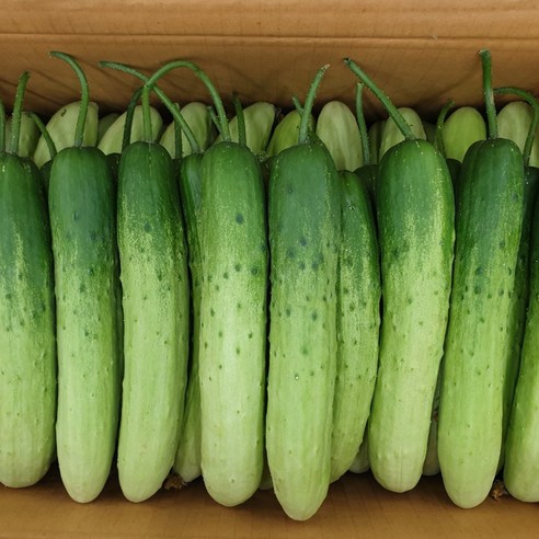 클릭마켓 백 다다기 오이 오이지 용, 1박스, 10kg 백오이