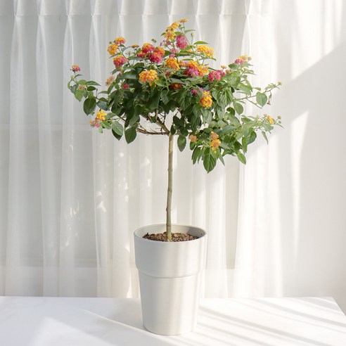 칙칙한 내 방에 꽃등이 활짝! 란타나 화분 하나로 완성하는 플랜테리어 란타나