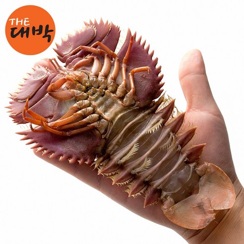 남해안 최고의 부채새우, 지금 만나보세요!