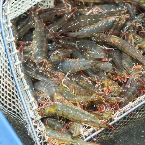 오늘 저녁, 신안 앞바다 싱싱한 흰다리새우로 잊지 못할 만찬을 즐기세요!