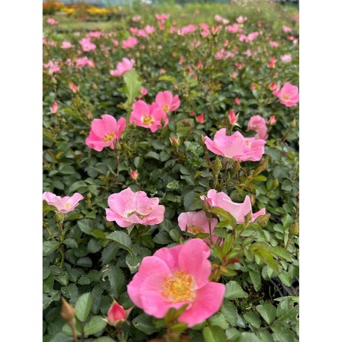 삭막한 베란다, 로맨틱 정원으로! 웨딩 찔레장미 묘종 후기 찔레장미