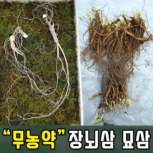 장뇌삼 3년근모종 장뇌삼 묘삼 삼모종 산삼 인삼 모종 부직포화분 /정직한사람들 - 인삼/수삼/장뇌삼 | 쿠팡